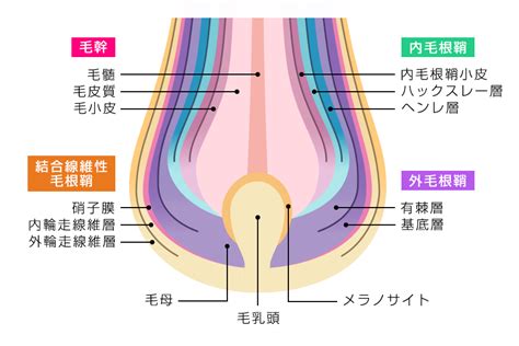 毛根鞘 気持ちいい|毛根につく「毛根鞘」とは？役割や皮脂との違いを紹。